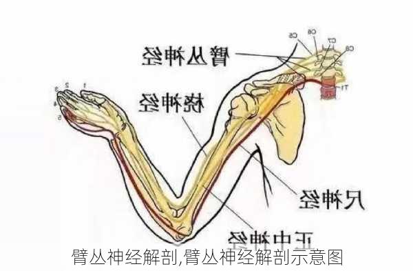 臂丛神经解剖,臂丛神经解剖示意图